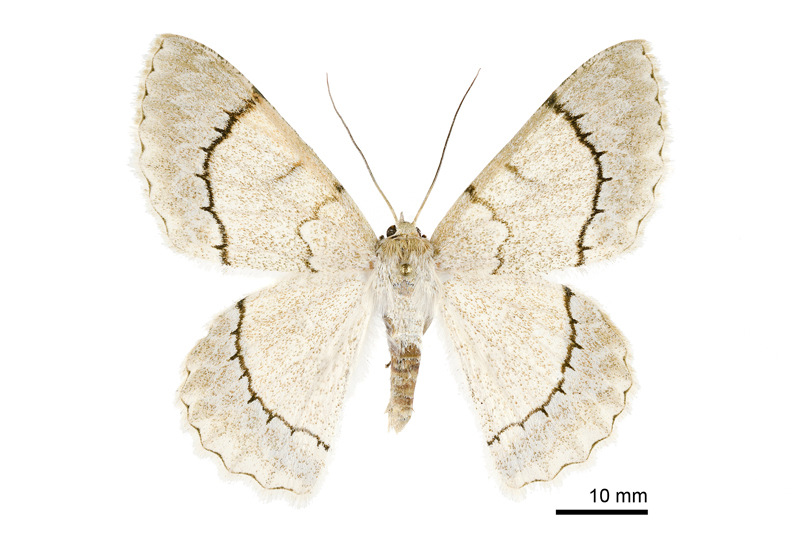 Pingasa alba alba Female